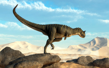 A brown Carnotaurus hunts for prey in a sandy desert.  The theropod dinosaur stands on some large boulders that overlook a dry flat land ringed by large dunes. 3D Rendering 