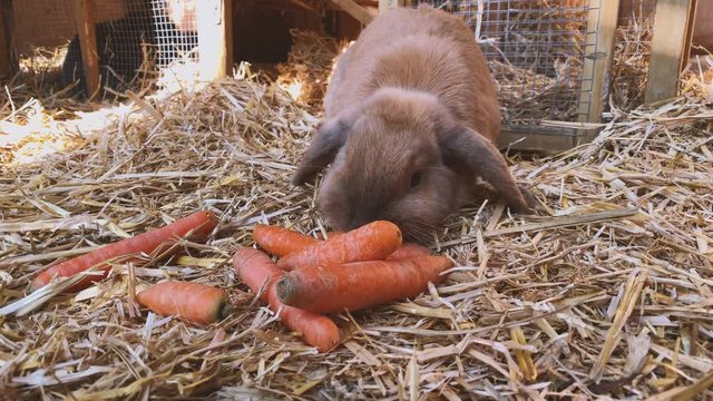 beautiful brown, young and sweet widder rabbit eats fresh carrots in the rabbit hutch