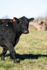 Black Angus Cow