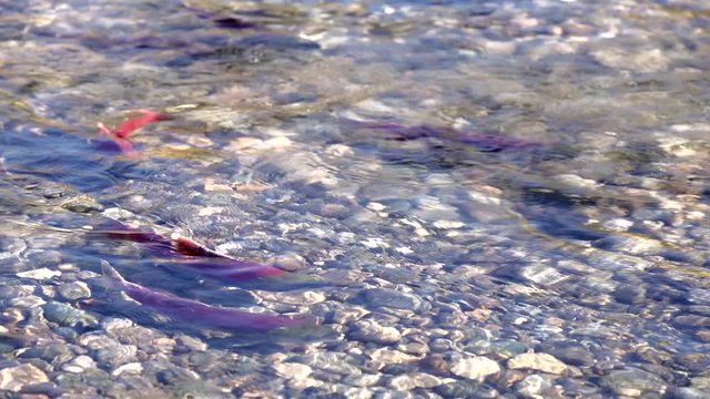 Spawning Sockeye Salmon Guarding Territory 4K UHD. Sockeye salmon guarding their territory on the spawning beds in the Adams River, British Columbia, Canada.