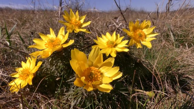 Adonis (Adonis vernalis) is a herbaceous perennial plant. It grows in steppe and forest-steppe areas of Eurasia. Blooms in early spring (March-April).
