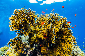 Fish swim in the Red Sea, colorful fish, Eilat Israel