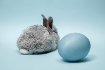 Easter bunny rabbit with blue painted egg on blue background. Easter, animal, spring, celebration and holiday concept.