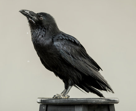 beautiful black raven sits on a white background in the studio
