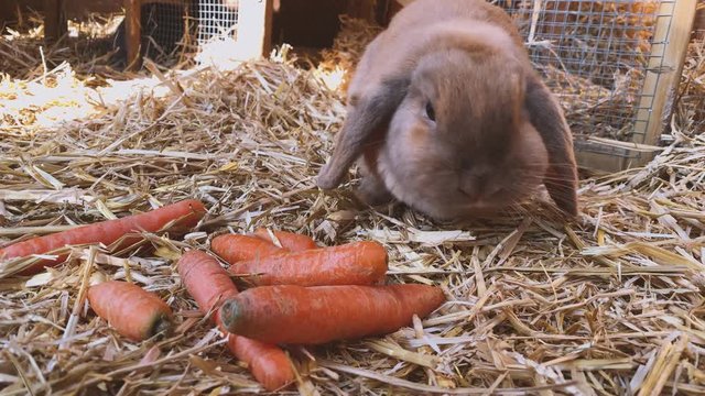 beautiful brown, young and sweet widder rabbit eats fresh carrots in the rabbit hutch