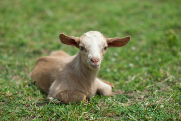 Naklejka na ściany i meble Single happy goat kid alone in pasture