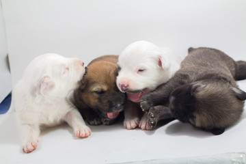 Fototapeta premium Cute puppies, white background, dog breed Bang Kaew Thai dog.