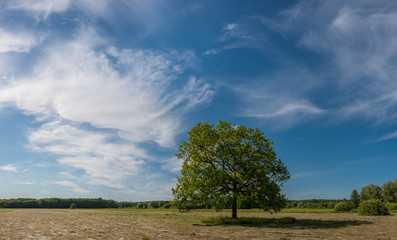 Landscape with lonely oak tree on meadow