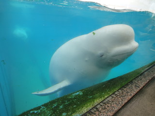 シロイルカ
