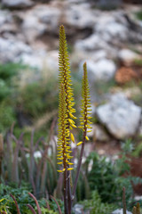 aloe vera flower growing in the wild