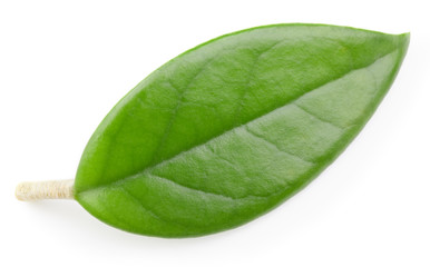 Mango leaves isolated on white