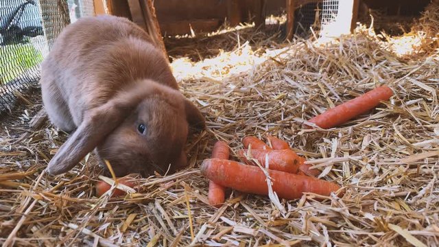 beautiful brown, young and sweet widder rabbit eats fresh carrots in the rabbit hutch