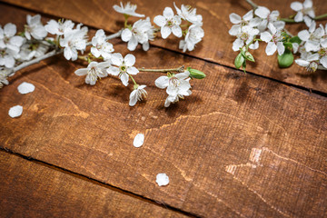 Obraz na płótnie Canvas Spring flowers on a wooden background