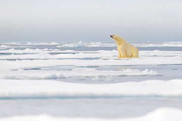 Dangerous bear sitting on the ice, beautiful blue sky. Polar bear on drift ice edge with snow and water in Norway sea. White animal in the nature habitat, Europe. Wildlife scene from nature. © ondrejprosicky
