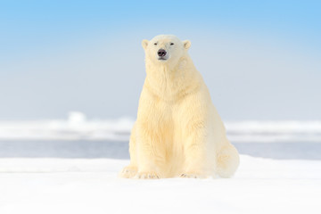 Dangerous bear sitting on the ice, beautiful blue sky. Polar bear on drift ice edge with snow and...