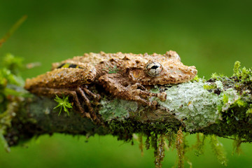 Scinax boulengeri, Boulenger's Snouted Treefrog, tinny amphibian with red flower.  in nature habitat. Frog from Costa Rica, tropic forest. Beautiful animal in jungle, exotic animal from South America.