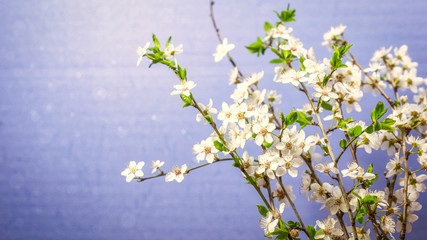 Spring blossom on blue background