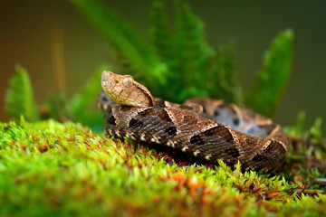 Bothrops atrox, Fer-de-lance in nature habitat. Common Lancehead viper, in tropical forest. Poison snake in the dark jungle. Detail of rare snake from Costa Rica.