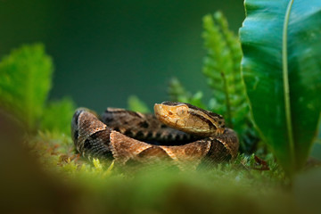 Bothrops atrox, Fer-de-lance in nature habitat. Common Lancehead viper, in tropical forest. Poison snake in the dark jungle. Detail of rare snake from Costa Rica.