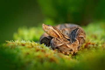 Common Lancehead, Bothrops atrox, in tropical forest. Poison animal in the dark jungle. Detail of rare snake from  Costa Rica. Poison snake Fer-de-lance in nature habitat.