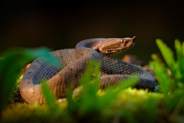 Porthidium nasutum, Rainforest Hognosed Pitviper, brown danger poison snake in the forest vegetation. Forest reptile in habitat, on the ground in leaves, Costa Rica. Widllife in Central America.
