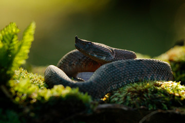 Porthidium nasutum, Rainforest Hognosed Pitviper, brown danger poison snake in the forest vegetation. Forest reptile in habitat, on the ground in leaves, Costa Rica. Widllife in Central America.