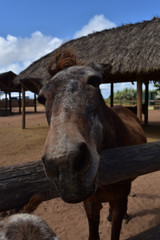 Stunning Brown Horse with Gray Streaks on His Nose