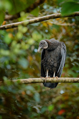 Vulture sitting on the tree in Costa Rica tropic forest. Ugly black bird Black Vulture, Coragyps atratus, bird in the habitat. Wildlife scene from nature.
