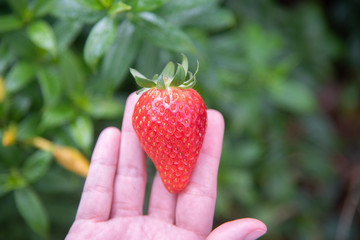 Fresh red ripe strawberry fruit on hand