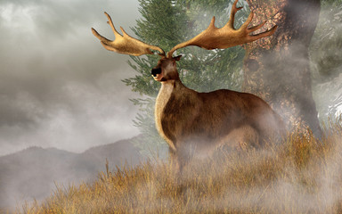 An Irish Elk, a breed of extinct pleistocene deer, stands in tall grass on a hillside.  The scientific name for it is megaloceros. 3D Rendering