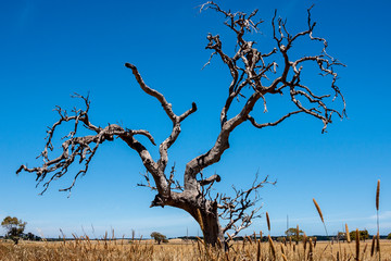 Lonely bare tree in Australia desert, Northern Territory, fisheye lens.