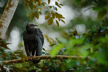 Vulture sitting on the tree in Costa Rica tropic forest. Ugly black bird Black Vulture, Coragyps atratus, bird in the habitat. Wildlife scene from nature.