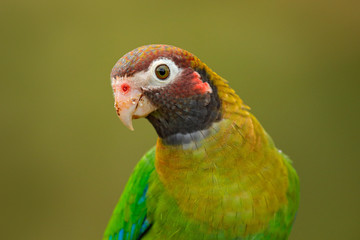 Detail of parrot head. Brown-hooded Parrot, Pionopsitta haematotis, portrait of light green parrot with brown head. Detail close-up portrait of bird from America. Wildlife scene from tropical nature.