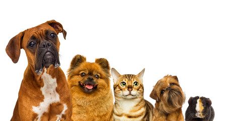 Obraz na płótnie Canvas set of pets watch