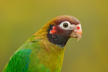 Detail of parrot head. Brown-hooded Parrot, Pionopsitta haematotis, portrait of light green parrot with brown head. Detail close-up portrait of bird from America. Wildlife scene from tropical nature.