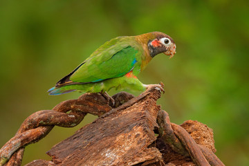 Detail of parrot head. Brown-hooded Parrot, Pionopsitta haematotis, portrait of light green parrot with brown head. Detail close-up portrait of bird from America. Wildlife scene from tropical nature.