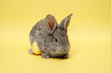 Easter bunny rabbit with painted egg on yellow background. Easter, animal, spring, celebration and holiday concept.