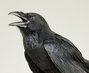 portrait of a screaming black crow
