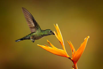 Fototapeta premium Scaly-breasted hummingbird, Phaeochroa cuvierii, with orange crest and collar in the green and violet flower habitat. Bird flying next to pink flower, clear green background, Boca Tapada, Costa Rica.