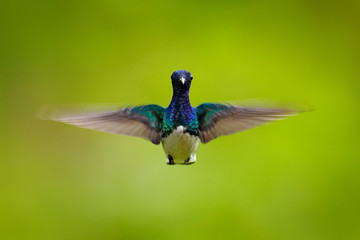 Face portrait of hummingbird. Flying blue and white hummingbird White-necked Jacobin, Florisuga mellivora, from Colombia, clear green background. Bird with open wing.