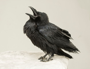 portrait of a screaming black crow