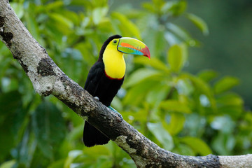 Naklejka premium Toucan sitting on the branch in the forest, green vegetation, Costa Rica. Nature travel in central America. Two Keel-billed Toucan, Ramphastos sulfuratus, pair of bird with big bill. Wildlife.