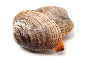Stacked fresh raw clams on white background
