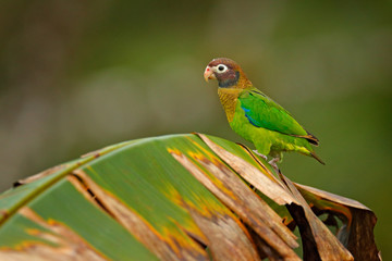 Detail of parrot head. Brown-hooded Parrot, portrait of light green parrot with brown head on palm tree. Detail close-up portrait of bird from Central America. Wildlife scene from tropical nature.