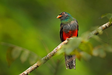Slaty-tailed trogon, Trogon massena, red and brown bird in the nature habitat, Boca Tapada Costa Rica. Bird in the green tropical forest. Birdwatching in nature. Holiday travel in Central America.