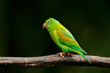 Tovi orange-chinned parakeet, Brotogeris jugularis, portrait of light green parrot with red head, Costa Rica. Wildlife scene from tropical nature. Bird in the habitat. 