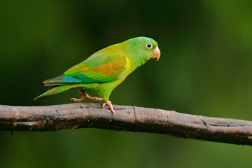 Tovi orange-chinned parakeet, Brotogeris jugularis, portrait of light green parrot with red head, Costa Rica. Wildlife scene from tropical nature. Bird in the habitat. 