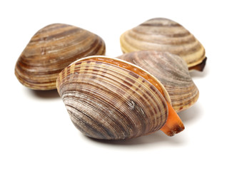 Stacked fresh raw clams on white background