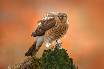 Eurasian sparrowhawk, Accipiter nisus, sitting green tree trunk in the forest with caught little songbird. Wildlife animal scene from nature. Bird in the winter forest habitat. Hawk with kill.