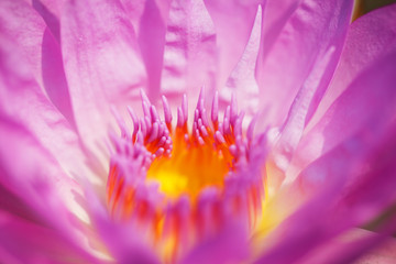close up of beautiful lotus flower
